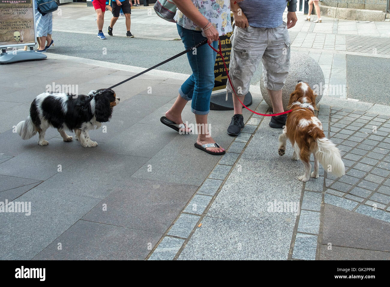 2 King Spaniel hunde auf einer Straße in Newquay, Cornwall. Stockfoto