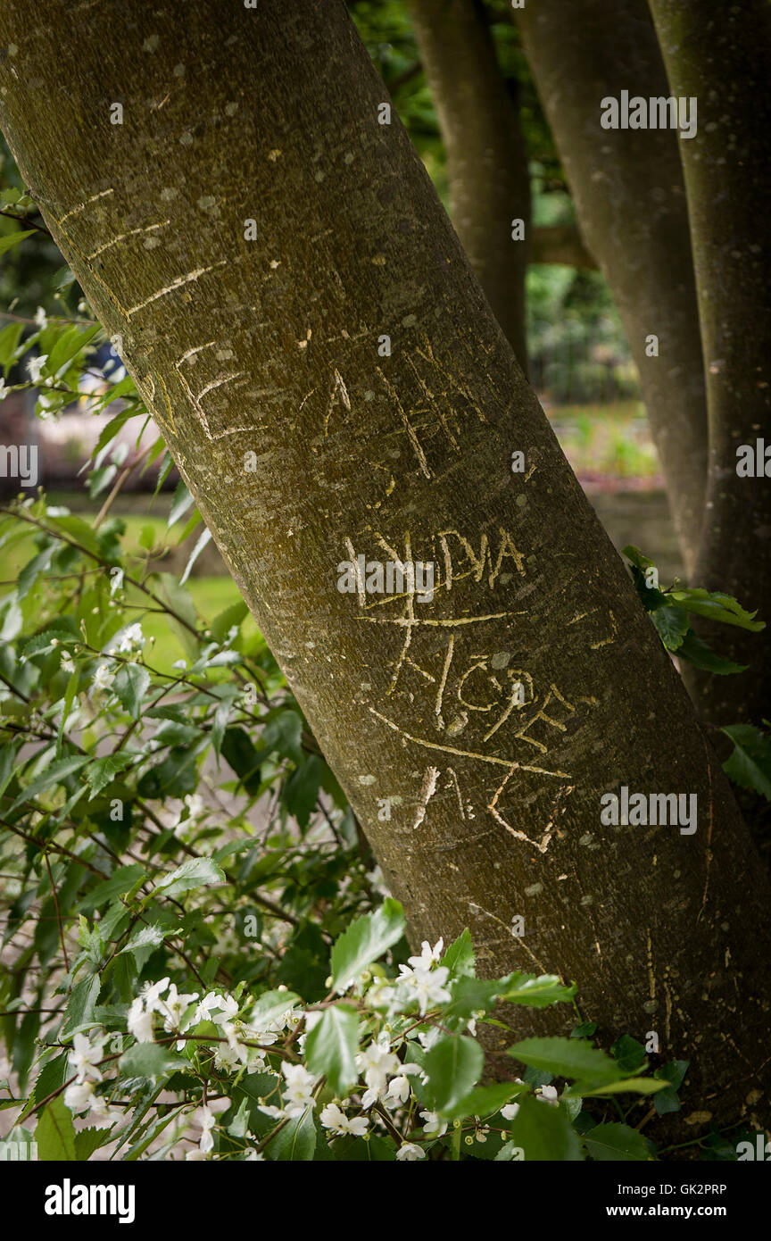 Buchstaben und Wörter in die Rinde eines Baumes geschnitzt. Stockfoto