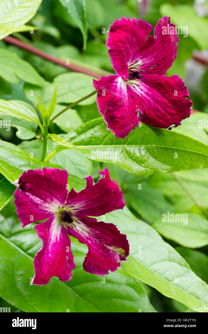 Geben Sie rote Blumen von der Hardy Klettern Viticella Clematis "Fülle" Stockfoto