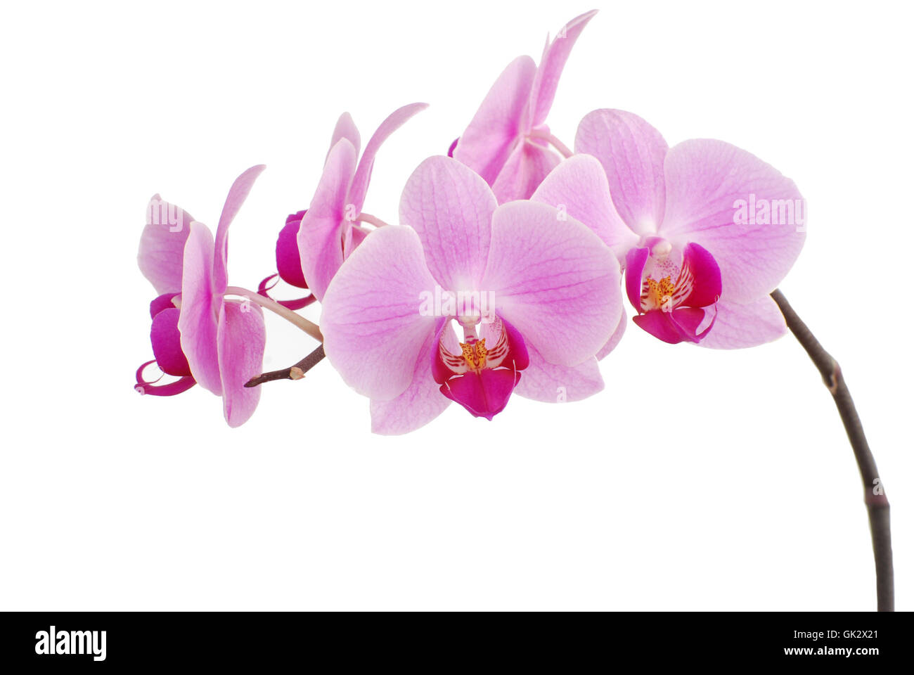 Orchidee in voller Blüte Stockfoto