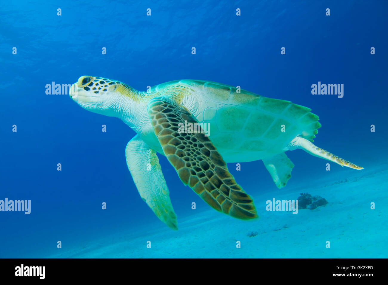 Reptil-Unterwasser-Schildkröte Stockfoto