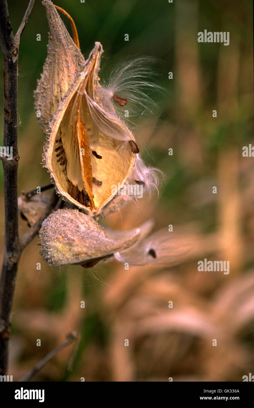 Asclepsia. Butterfly Weed, Samenkapsel, Stockfoto