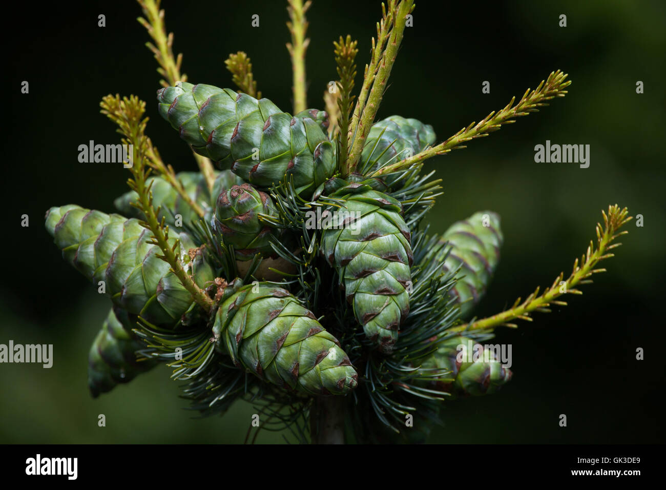 Gemeine Wacholder (Juniperus Communis). Nadelbaum Pflanze. Stockfoto
