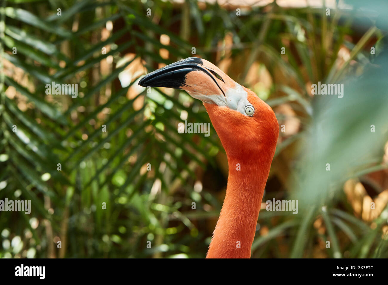 Nahaufnahme von einem amerikanischen Flamingo Stockfoto