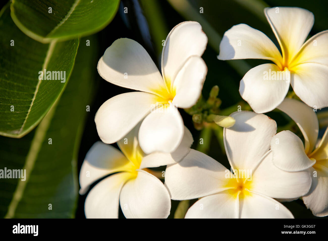 Frangipani Blüten. Wissenschaftlicher Name: Plumeria Obtusa. Hoi, Provinz Quang Nam, Vietnam. Stockfoto