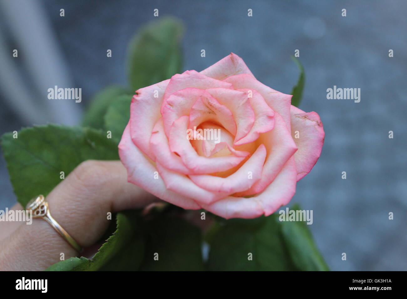 Schöne rosa rose in der hand Stockfoto