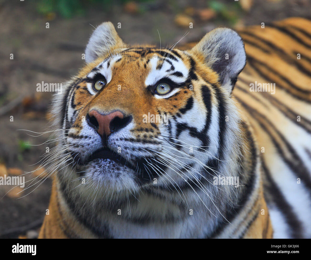 Bengal-Tiger-Porträt Stockfoto