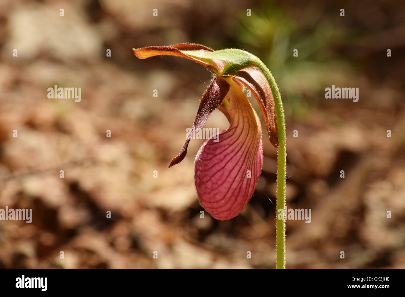 Lady Slipper Profil Stockfoto