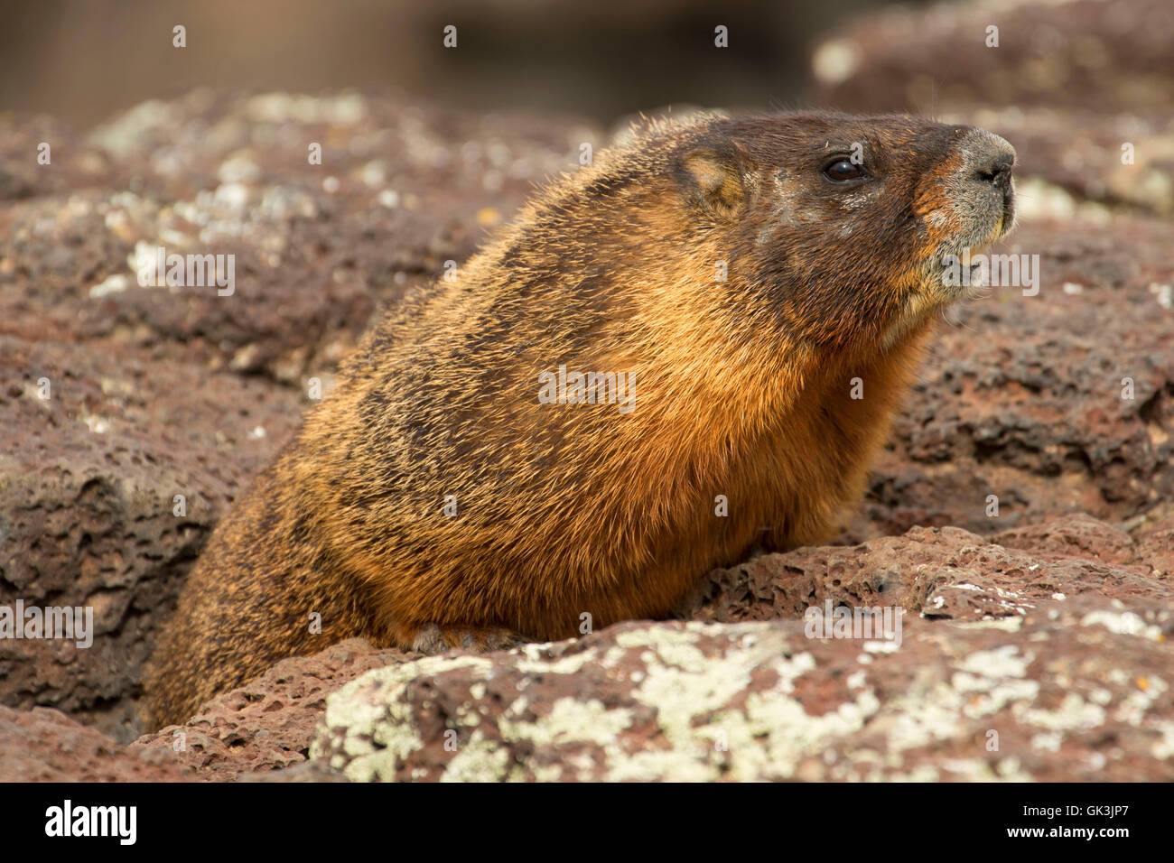 Bauche Murmeltier (Marmota Flaviventris), tausend Springs State Park, Earl Hardy Box Canyon