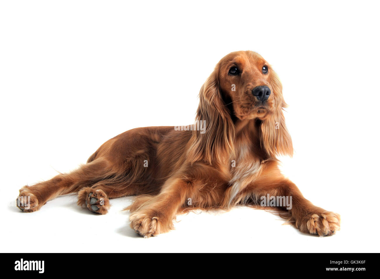 englischer Spaniel Hund Stockfoto