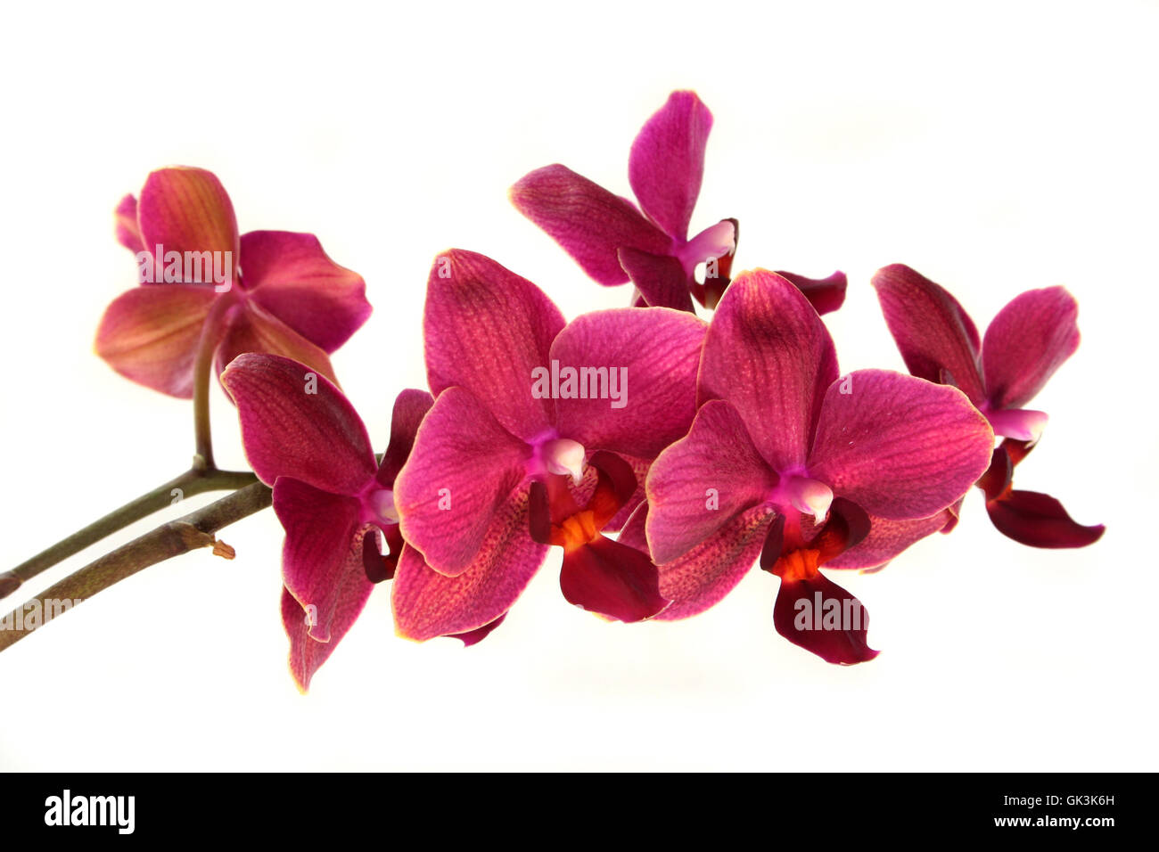 Orchidee Stockfoto