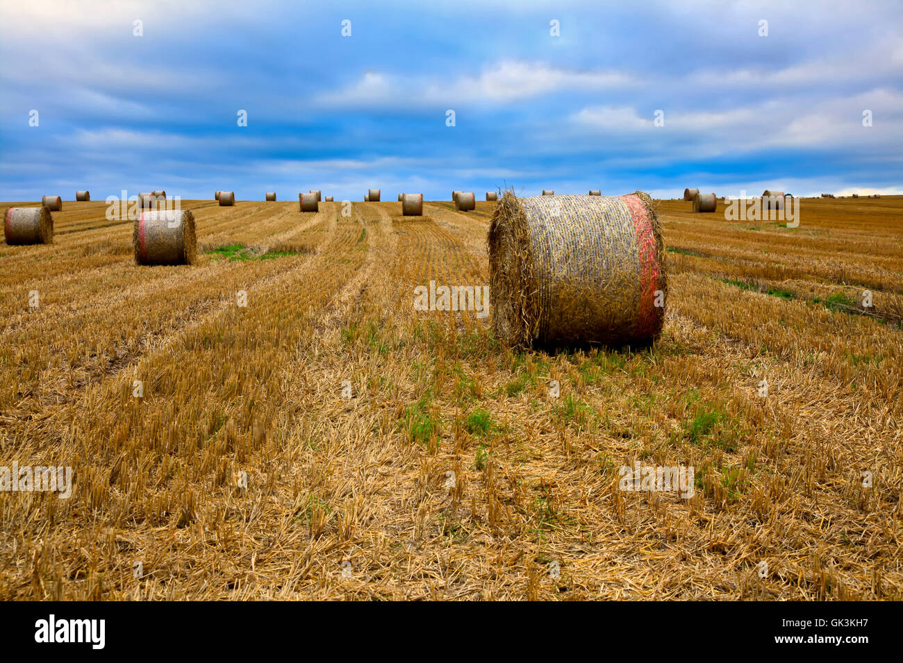 Landwirtschaft-Landwirtschaft-Feld Stockfoto