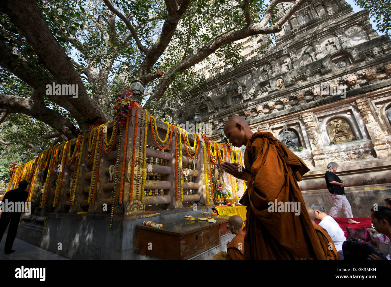 Nord-Zentral-Indien, Indien---A Pilgrim Mönch (aus Burma), Mahabodhi Tempel, Heimat der Banyan-Baum unter dem Herrn Budha Stockfoto