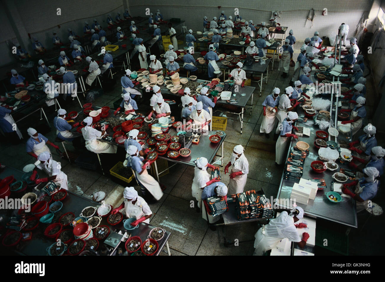 ca. 2003, Barranquilla, Kolumbien---Garnelen Sortieranlage in Kolumbien---Bild von Jeremy Horner © Stockfoto