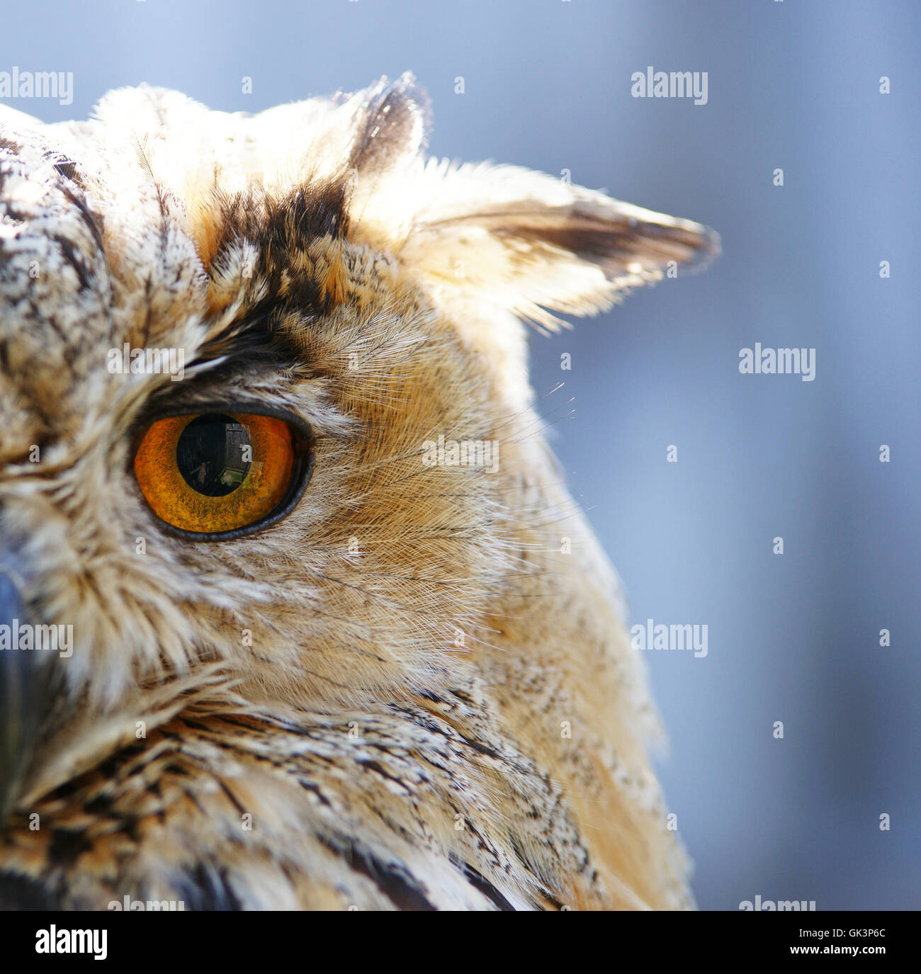 Uhu-Nahaufnahme - Uhu Stockfotografie - Alamy