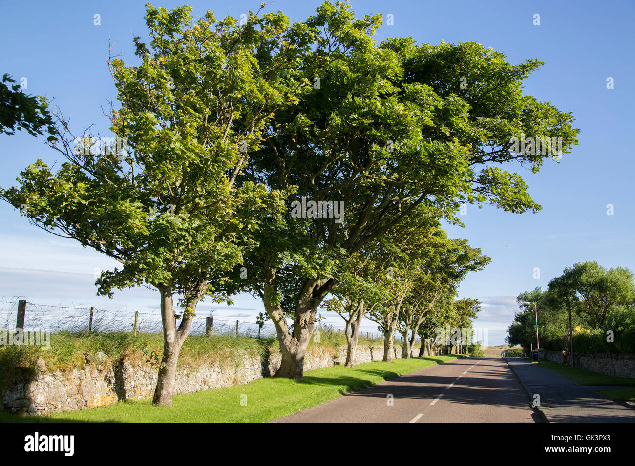 Open Road with Trees, Lindisfarne; Holy Island; Northumberland; England Stockfoto