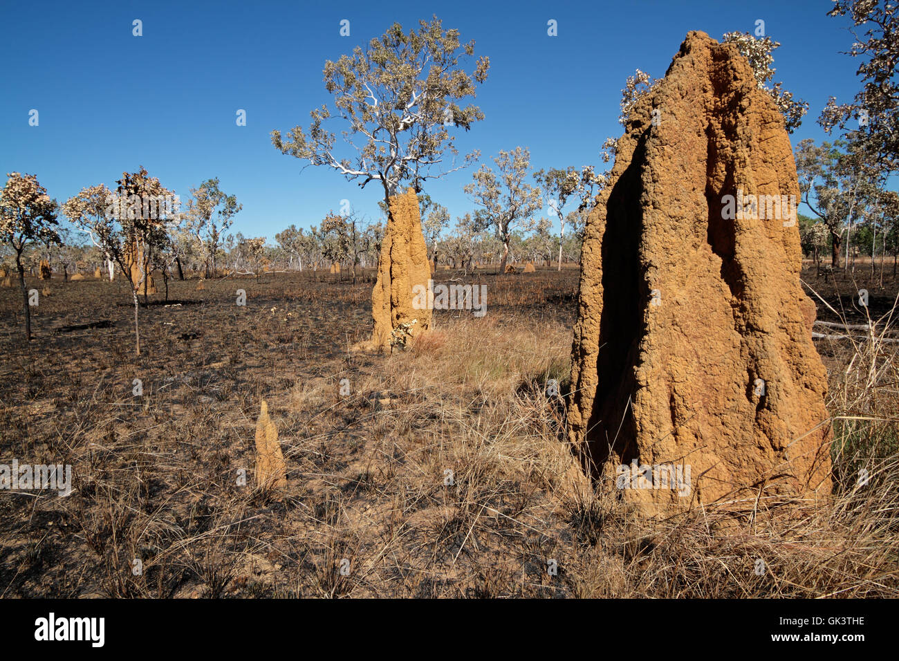 Insekt Kathedrale Australien Stockfoto