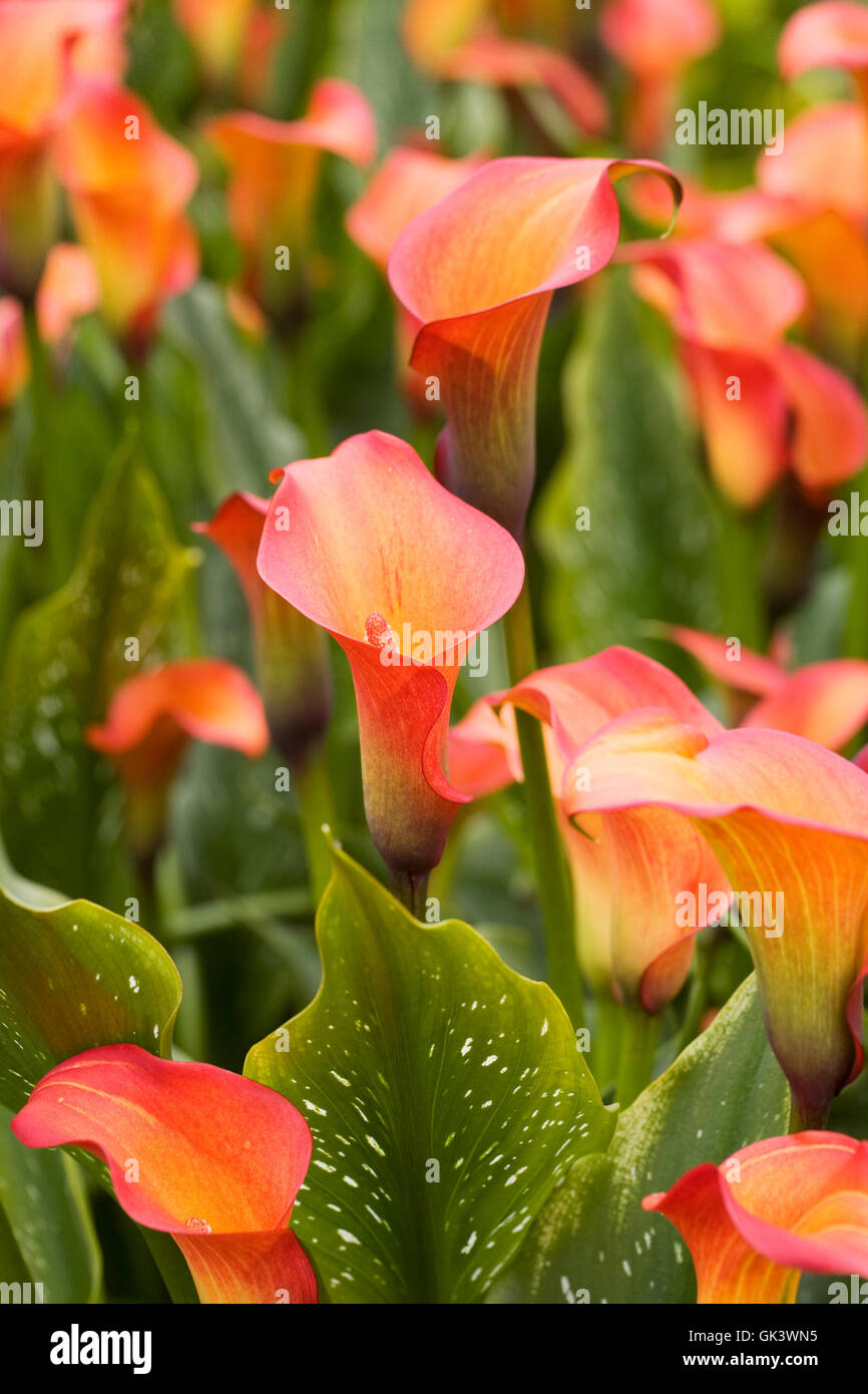 Zantedeschia "Morning Sun" Blumen im Freien wachsen. Stockfoto