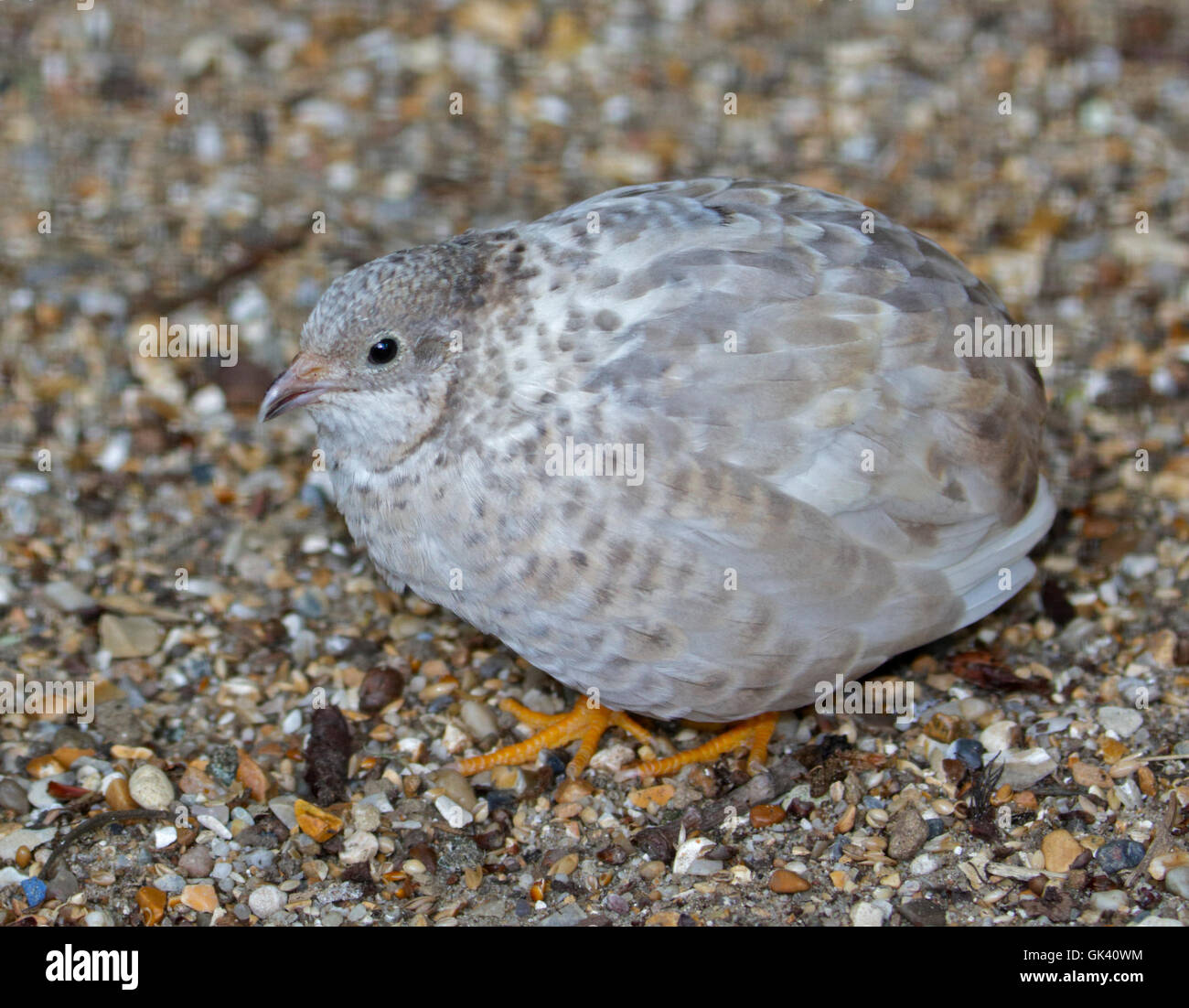 Japanische Wachteln (Coturnix Japonica) Stockfoto