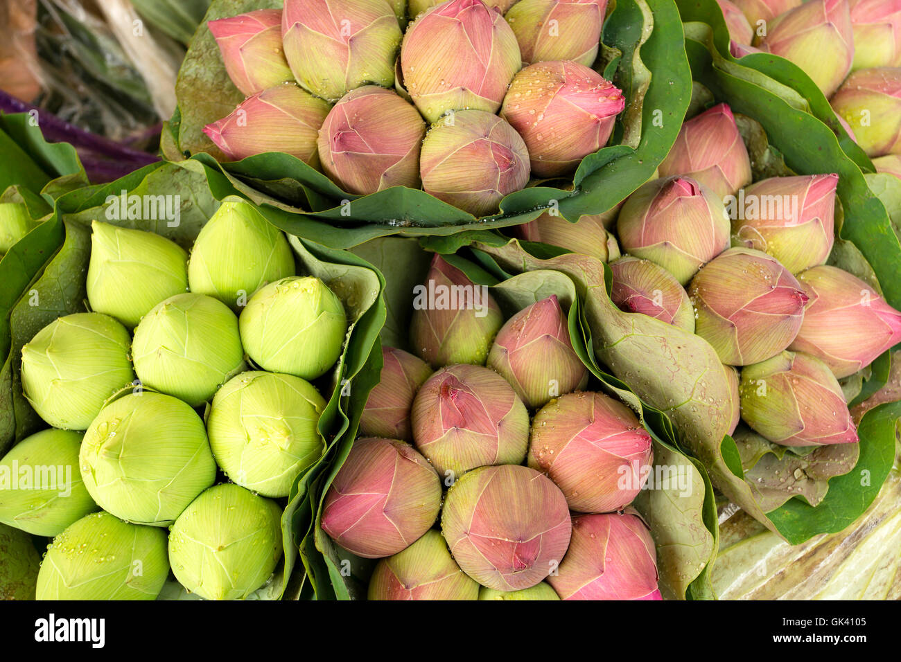 Thailändische Heilige Lotus Knospe Blumenmarkt Stockfoto