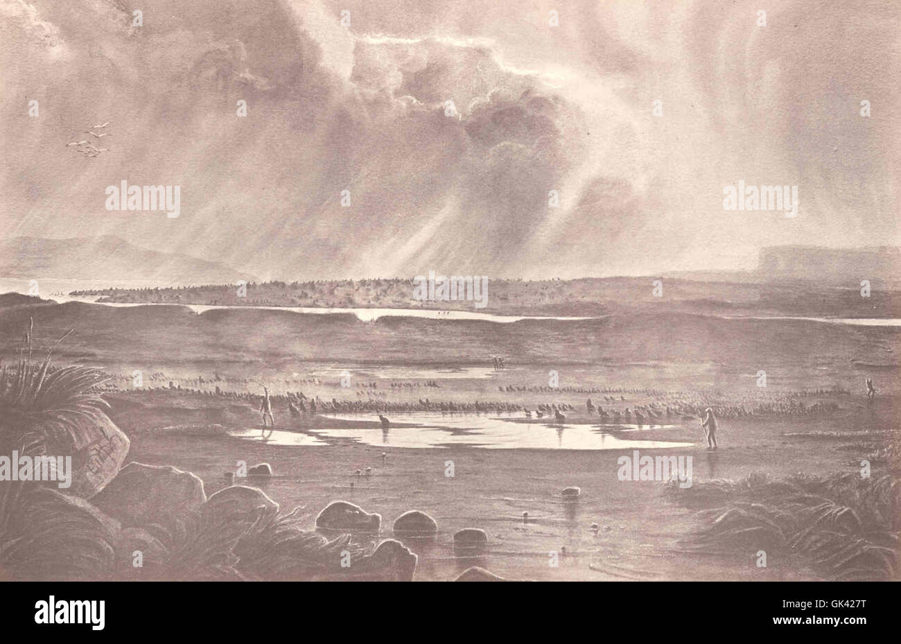 44152 Seebären unterwegs - ein "Drive", überqueren die Lagune Wohnungen, Str. Pauls Insel--20. Juli 1872 Stockfoto