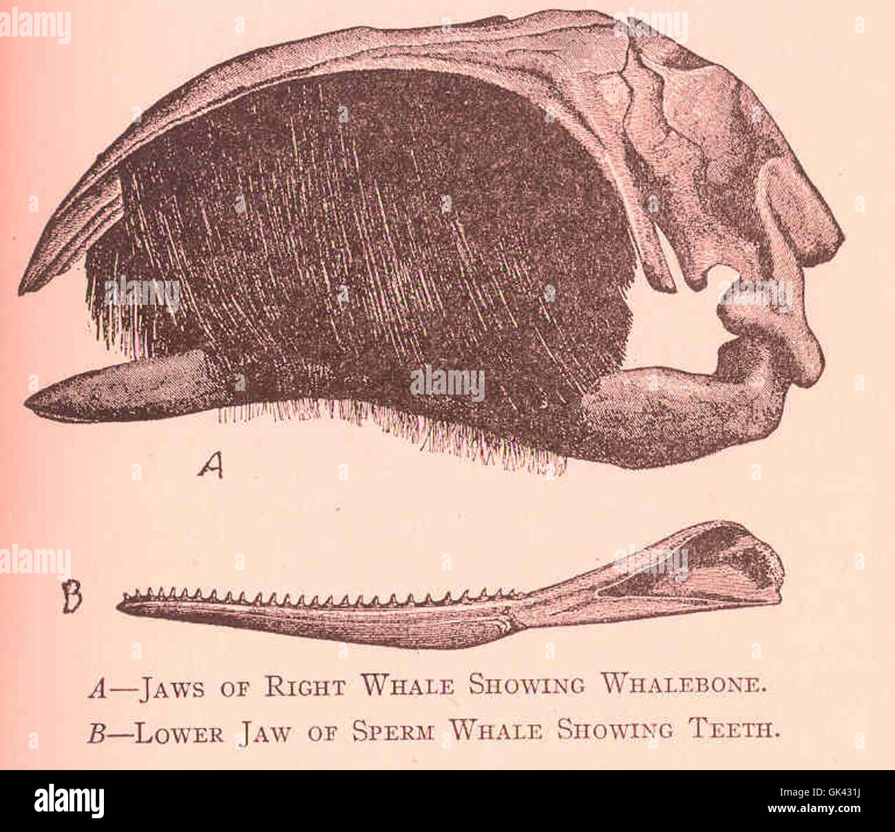 44648 Kiefer Recht Wal zeigt Fischbein (A); Unterkiefer des Pottwals zeigt Zähne (B) Stockfoto