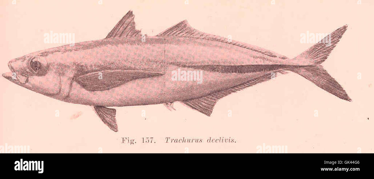 Trachurus declivis, eine Art von Jack-Fischen, ist dargestellt. Bekannt für sein schnelles Schwimmen und Schul-Verhalten, ist dieser Fisch eine wichtige Spezies sowohl in der kommerziellen als auch in der Freizeitfischerei. Stockfoto
