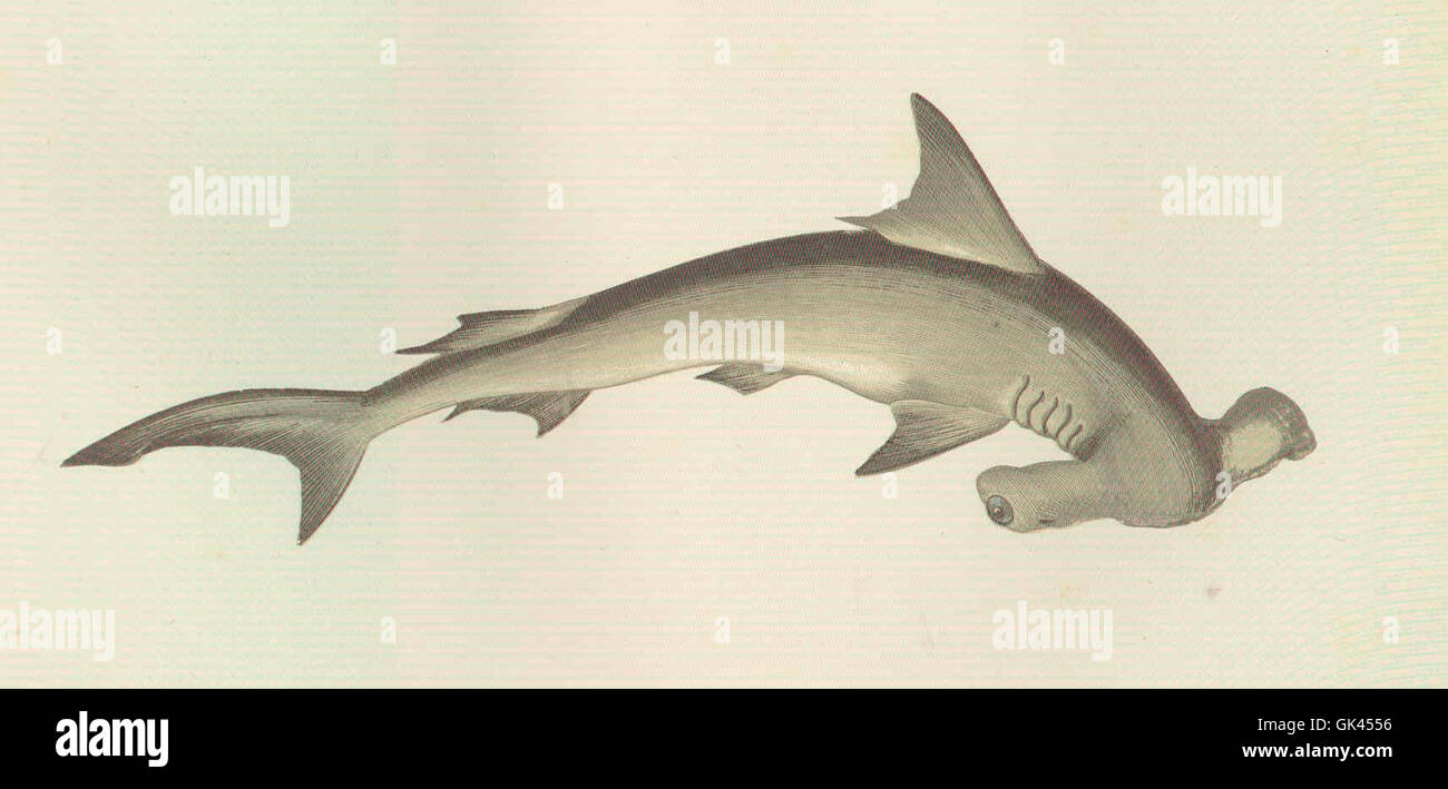 Der Hammerhai, bekannt für seine unverwechselbare Kopfform, ist ein hoch spezialisiertes Raubtier, das in warmen ozeanischen Gewässern zu finden ist. Die weit angesetzten Augen bieten ein einzigartiges Sichtfeld, das bei der Jagd und Navigation hilft. Stockfoto