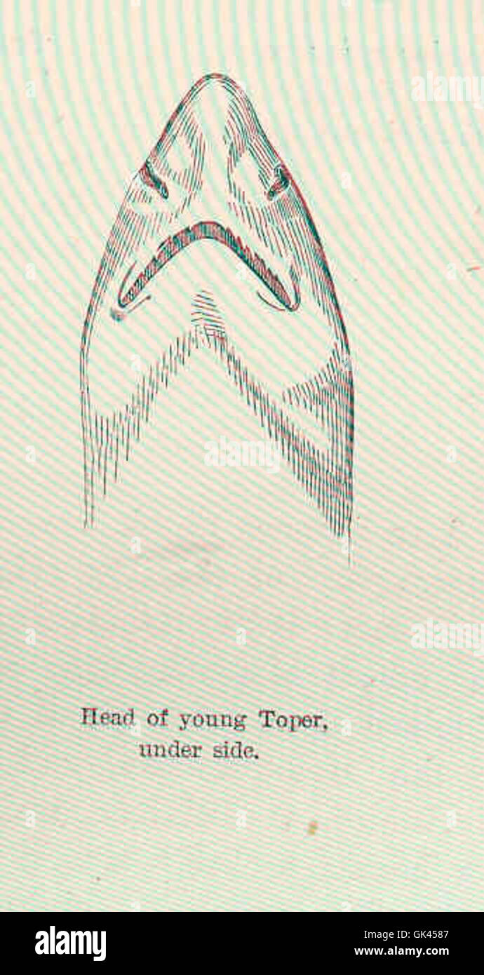 Die Unteransicht eines jungen Toperhais mit seiner unverwechselbaren Kopfform. Diese Haiart ist bekannt für ihre einzigartige Körperstruktur und kommt typischerweise in gemäßigten Küstengewässern vor. Stockfoto