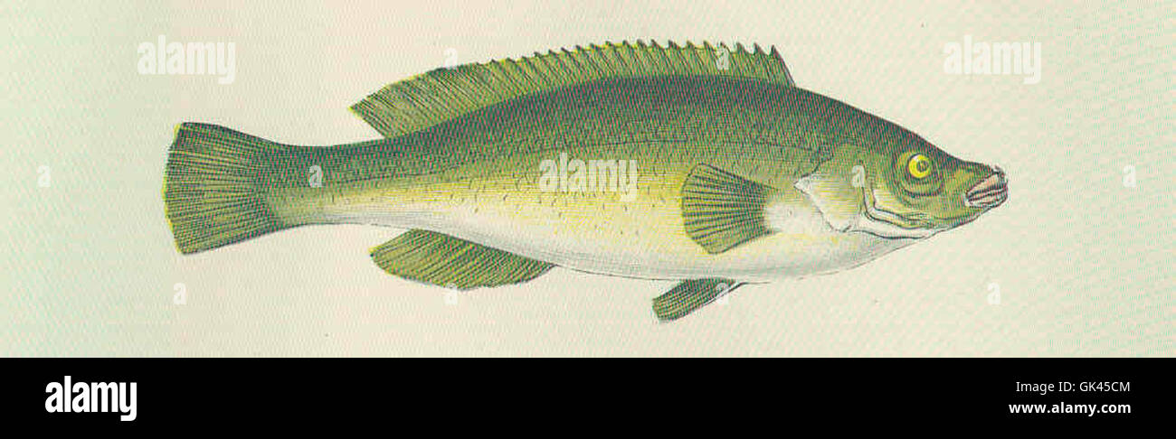 46212 grüne Kardinalfische Stockfoto