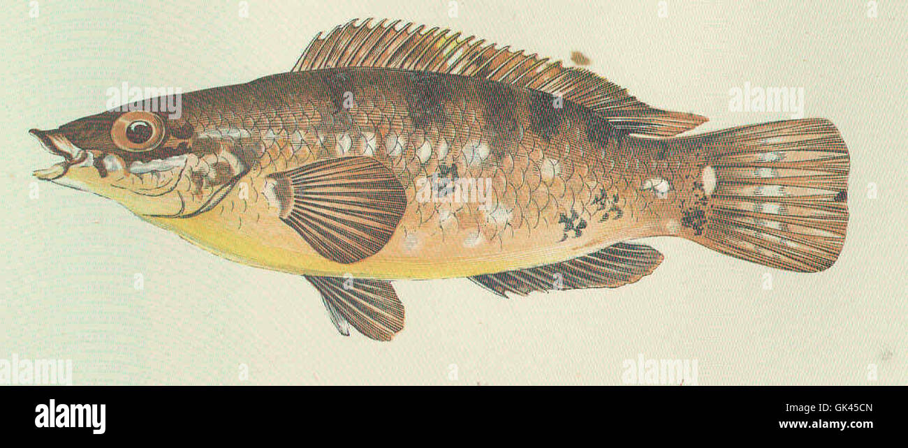 46213 Cober Kardinalfische Stockfoto