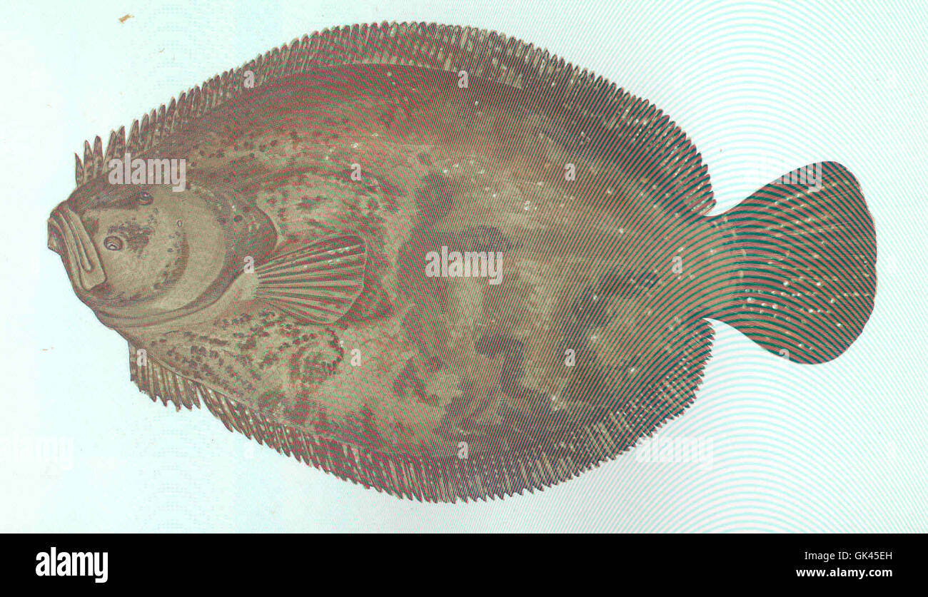 Brill (Scophthalmus rhombus) ist eine Art von Plattfischen, die in europäischen Küstengewässern vorkommt. Er ist bekannt für seinen diamantförmigen Körper und wird in der Fischindustrie wegen seines essbaren Fleisches geschätzt. Stockfoto