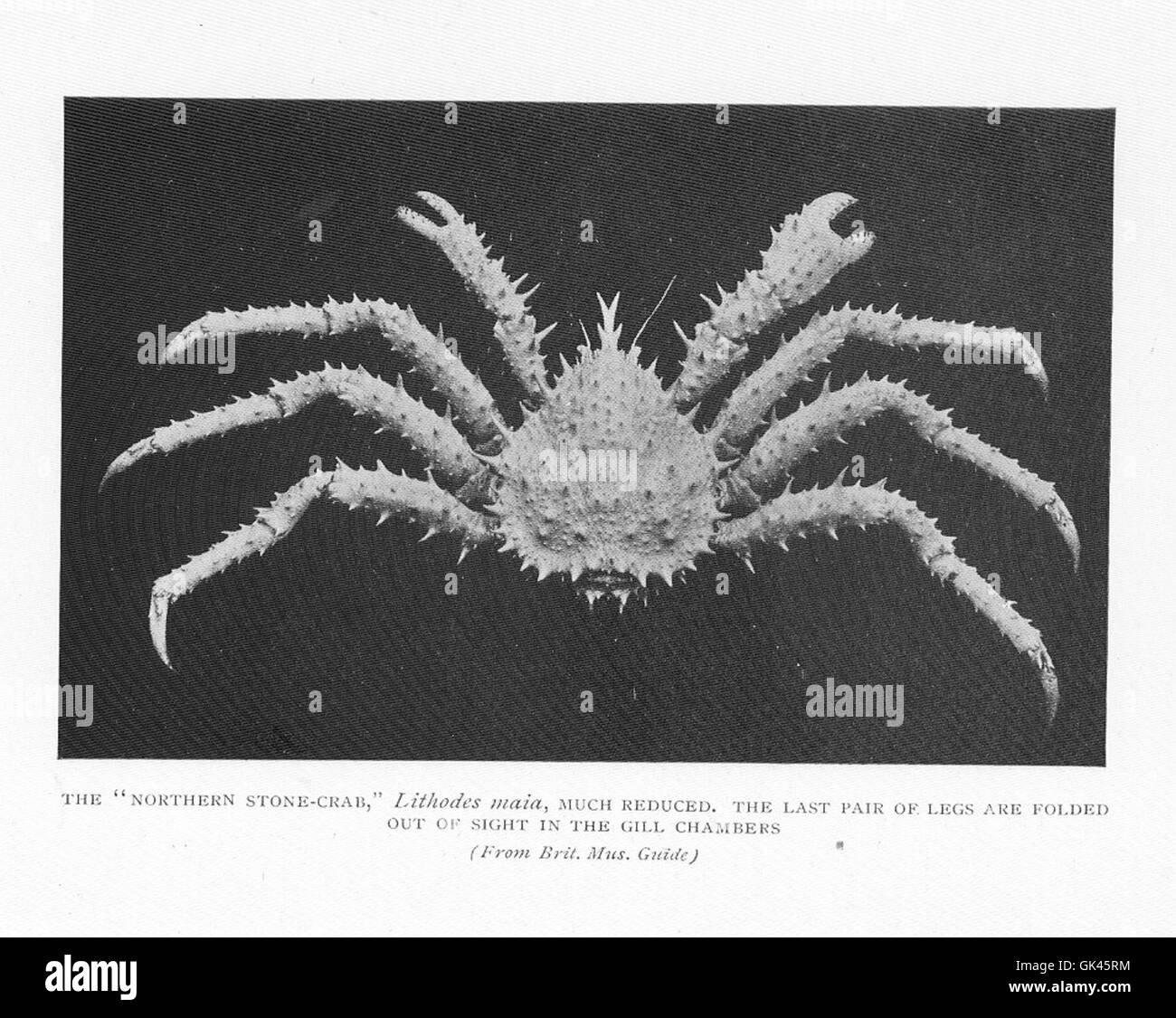 Die Nördliche Steinkrabbe (Lithodes maia) ist mit ihren letzten, aus dem Sichtfeld gefalteten Beinen in den Kiemenkammern zu sehen. Diese Krabbenart ist bekannt für ihr robustes Exoskelett und ihre Rolle in Tiefseeökosystemen. Stockfoto