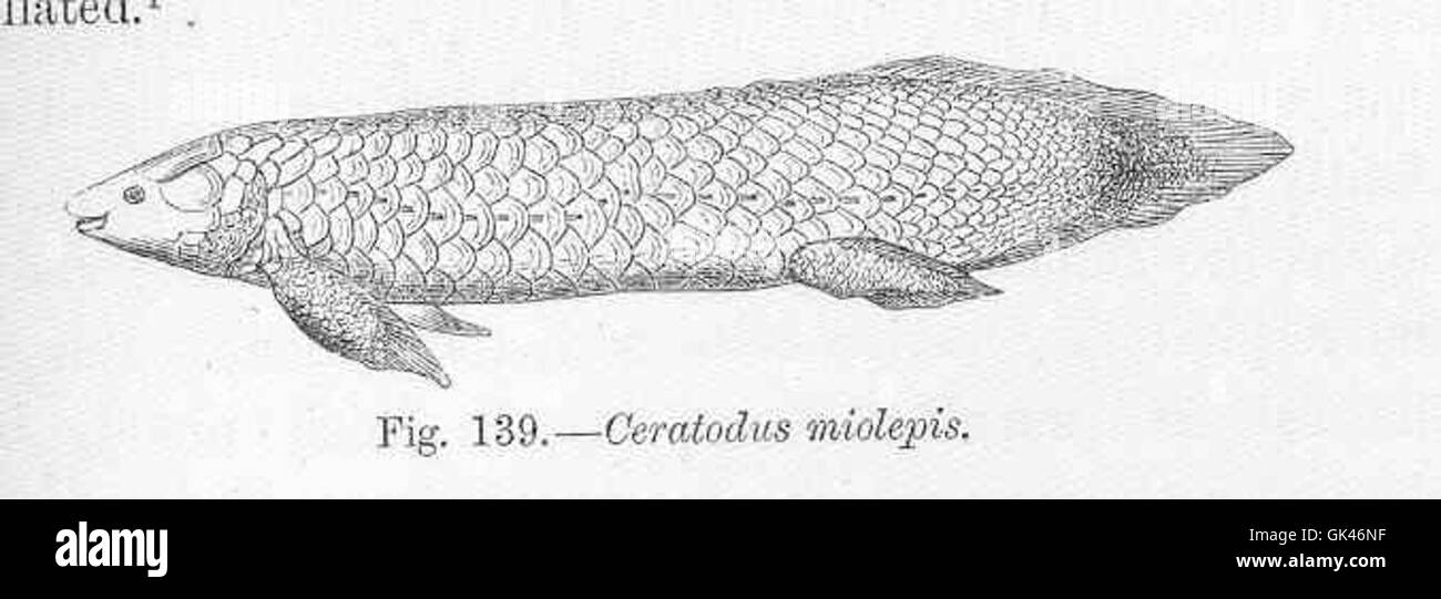 Ceratodus miolepis, eine ausgestorbene Art prähistorischer Lungenfische, lebte während der Triaszeit. Fossilien dieser Art geben Einblicke in die frühe Evolution von Wirbeltieren. Stockfoto