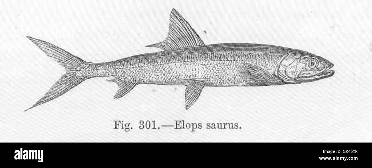 Elops saurus Fotos und Bildmaterial in hoher Auflösung Alamy