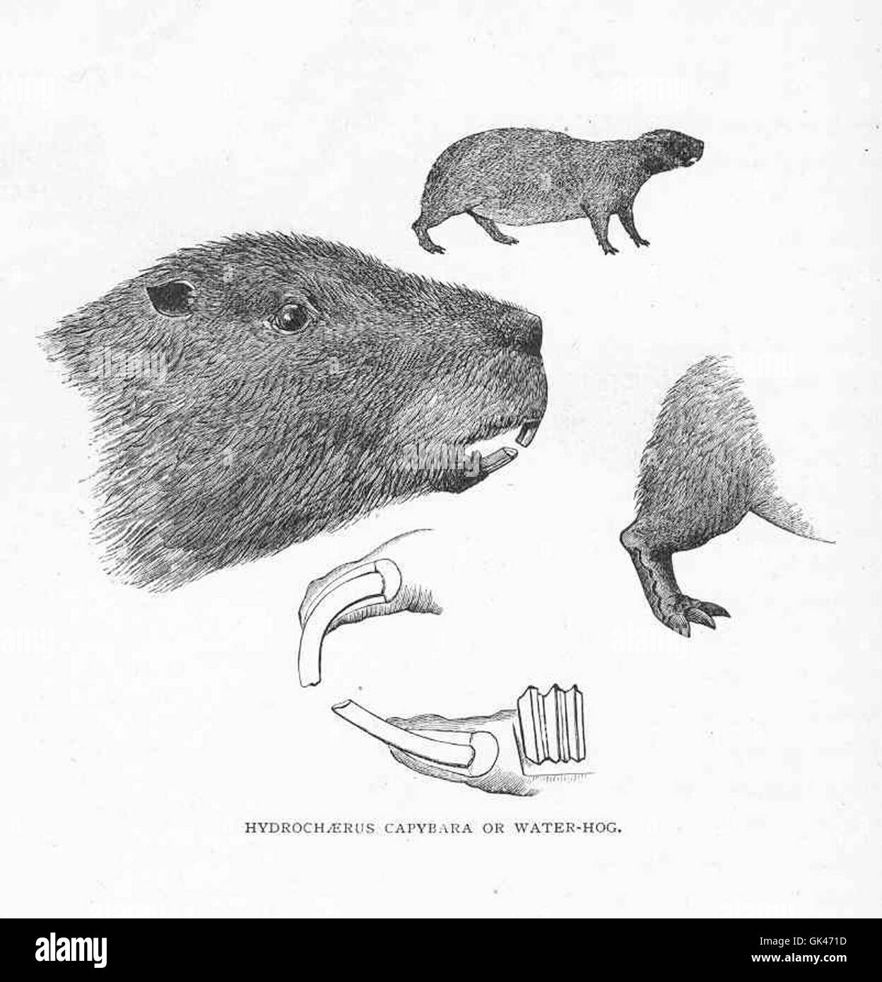 Die Capybara, auch bekannt als Hydorchaerus, ist ein großes pflanzenfressenes Säugetier, das in Südamerika beheimatet ist. Der Begriff Wasserschwein bezieht sich auf seine Affinität zu aquatischen Umgebungen, die häufig in der Nähe von Flüssen und Seen vorkommen. Stockfoto