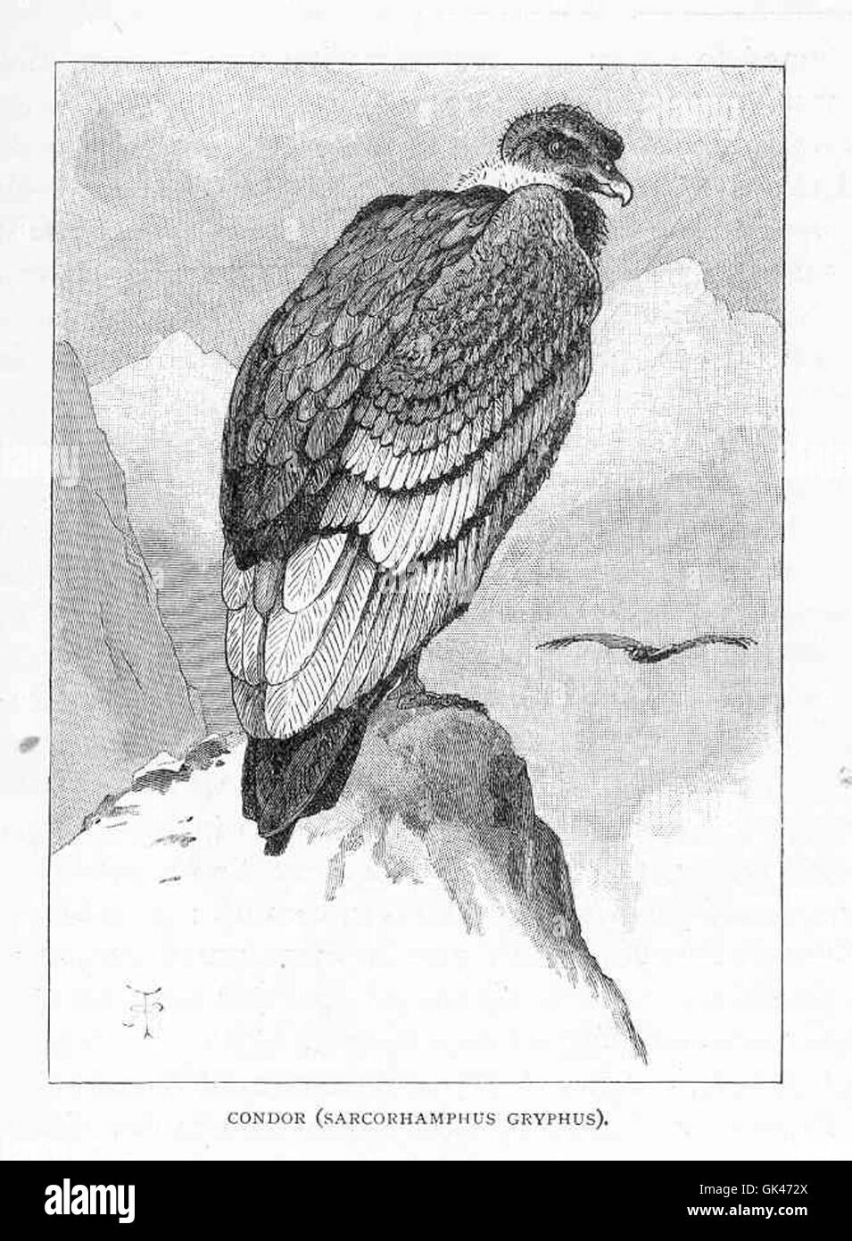 Der Andenkondor (Sarcorhamphus gryphus) ist eine in Südamerika heimische Geierart. Er ist bekannt für seine beeindruckende Flügelspannweite und gilt als Symbol der Anden. Stockfoto