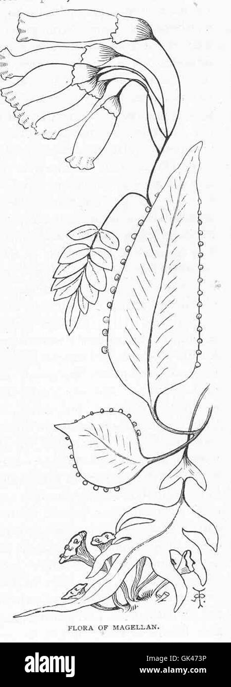 Die Flora des Magellan bezieht sich auf die Pflanzenart, die in der Magellanregion im Süden Chiles und Argentiniens vorkommt. Die Flora der Region ist durch harte Arten gekennzeichnet, die an das kalte und windige Klima angepasst sind. Stockfoto