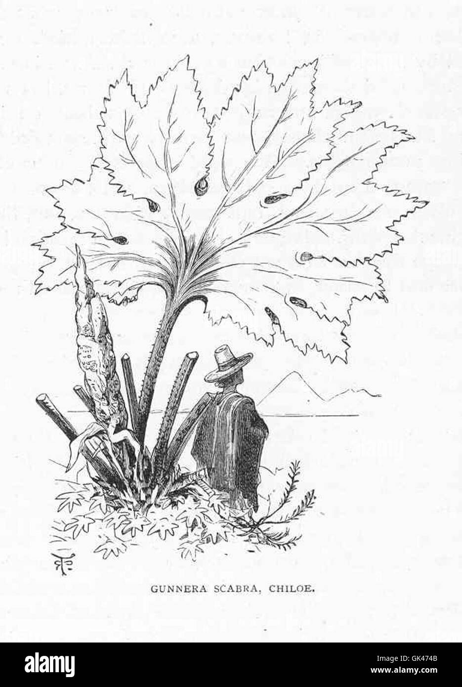 Gunnera scabra, die auf der Insel Chiloé gefunden wird, ist eine große Pflanzenart, die für ihre beeindruckende Größe und ihr unverwechselbares Aussehen bekannt ist. Sie ist in Südamerika beheimatet und lebt im feuchten, gemäßigten Klima der Region und spielt eine Schlüsselrolle im lokalen Ökosystem und bietet Lebensraum für verschiedene Tierarten. Stockfoto