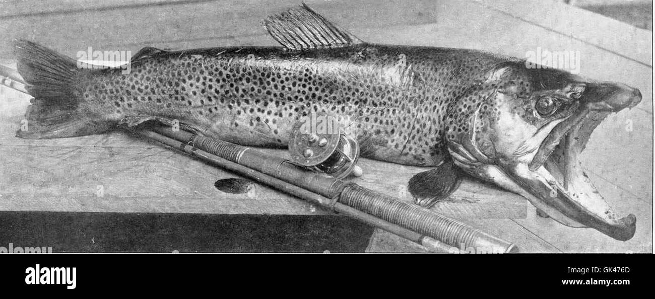 Diese Braune Forelle, die 1912 im Potash Creek im Green County gefangen wurde, wog 8 Pfund. Braune Forelle ist bei Anglern wegen ihres anspruchsvollen Fangs beliebt und findet sich in der Regel in kalten, sauberen Süßwasserumgebungen. Stockfoto