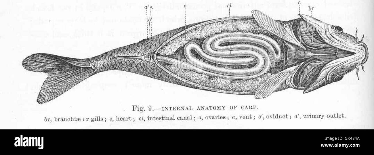 47974 Innere Anatomie der Karpfen Stockfoto
