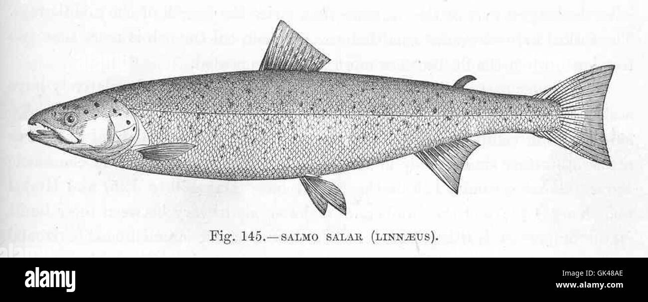48113 Salmo salar (Linnaeus Stockfotografie Alamy