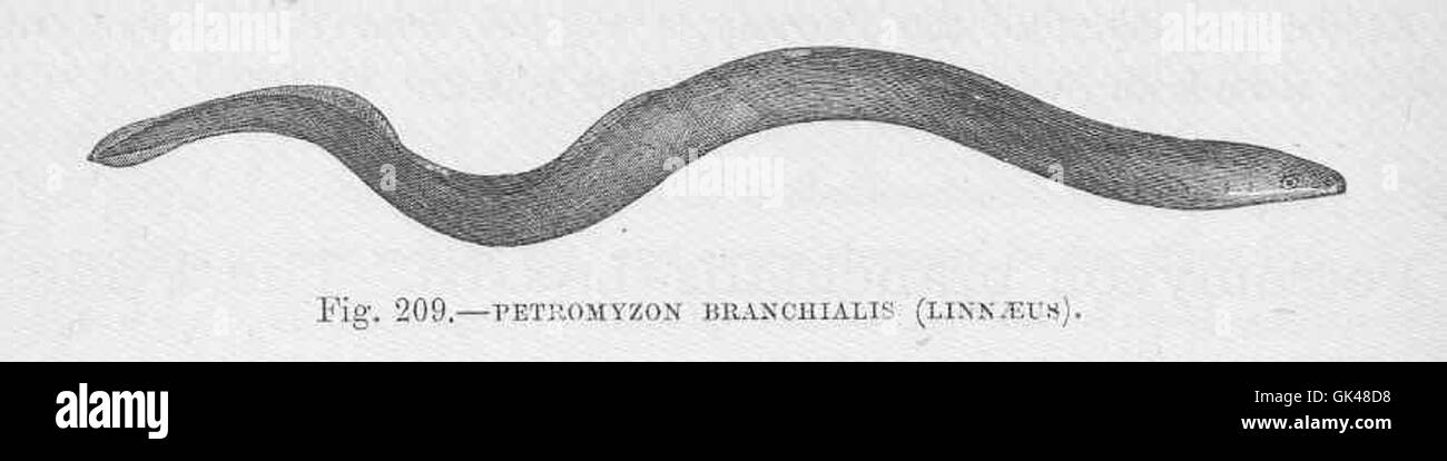 Petromyzon branchialis, allgemein bekannt als das Branchiallamprey, ist ein parasitärer Fisch, der sowohl in Süßwasser als auch in Salzwasser vorkommt. Er bindet sich an andere Fische, um sich mit seinem Zahnmund von ihrem Blut zu ernähren. Stockfoto
