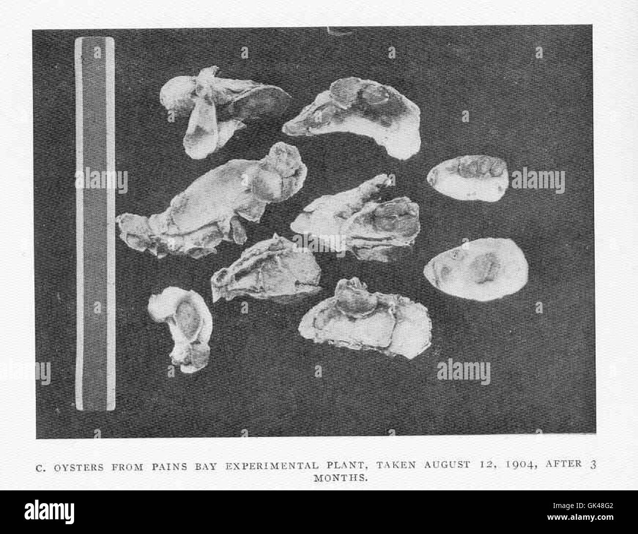 48238 Austern aus der Bucht-Versuchsanlage von Paine genommen 12. August 1904, nach 3 Monaten Stockfoto