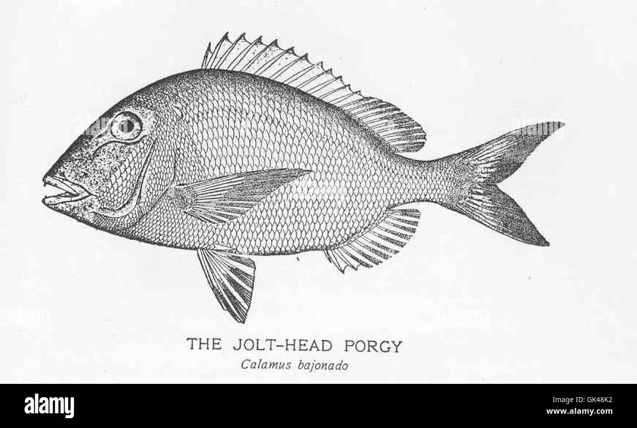 Der Jolt-Head Porgy (Calamus bajonado), eine Fischart im westlichen Atlantik, ist für seine charakteristische Kopfform bekannt und ist sowohl für die kommerzielle als auch für die Freizeitfischerei wichtig. Stockfoto