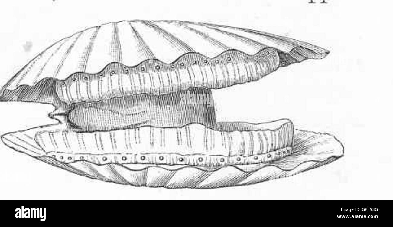 *Pecten opercularis*, eine Jakobsmuschelart, ist bekannt für ihre lebendige, fächerförmige Schale und das Vorhandensein von Ozeli (augenähnlichen Strukturen) entlang der Mantelränder. Diese Augen helfen der Jakobsmuschel, Licht- und Bewegungsänderungen zu erkennen. Stockfoto