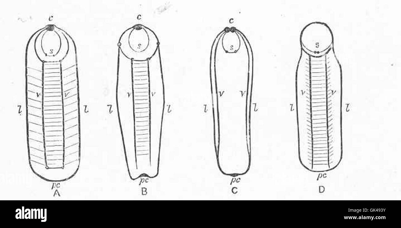 Dieses Bild zeigt das Nervensystem des *Amphimeura*, eines Meeresorganismus. Seine Anatomie zeigt einzigartige Merkmale für seine Klassifizierung innerhalb des Phylums Annelida. Stockfoto
