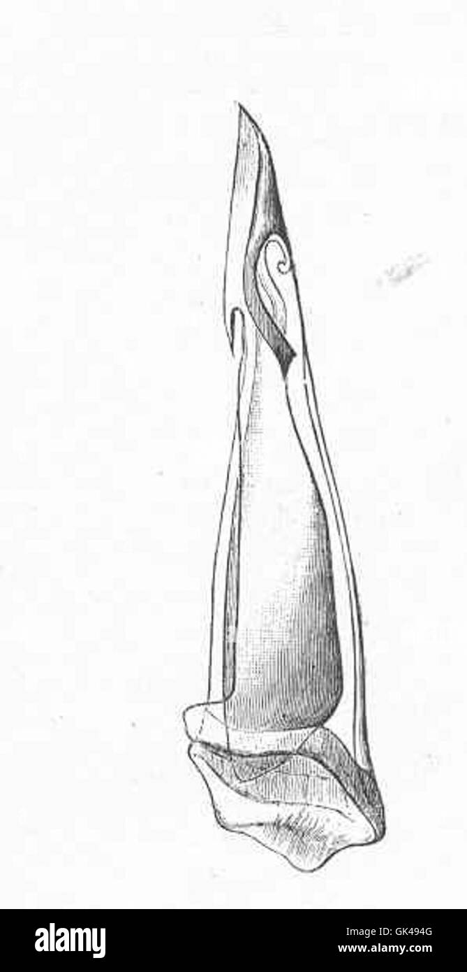 48621 Zahn aus der Radula von Conus Iperialis L, S-Pazifik zeigt Barb und vergiften Rohr Stockfoto