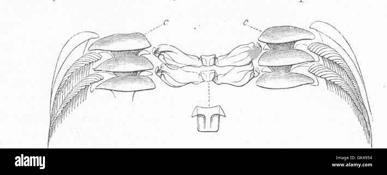 Die Radula von Nerita albicilla, einer Schneckenart, ist hier in hoher Vergrößerung zu sehen, die den zentralen Ephituliforme Zahn hervorhebt. Diese Radula kommt auf den Andamanen vor und spielt eine Schlüsselrolle bei der Fütterung der Schnecke. Stockfoto