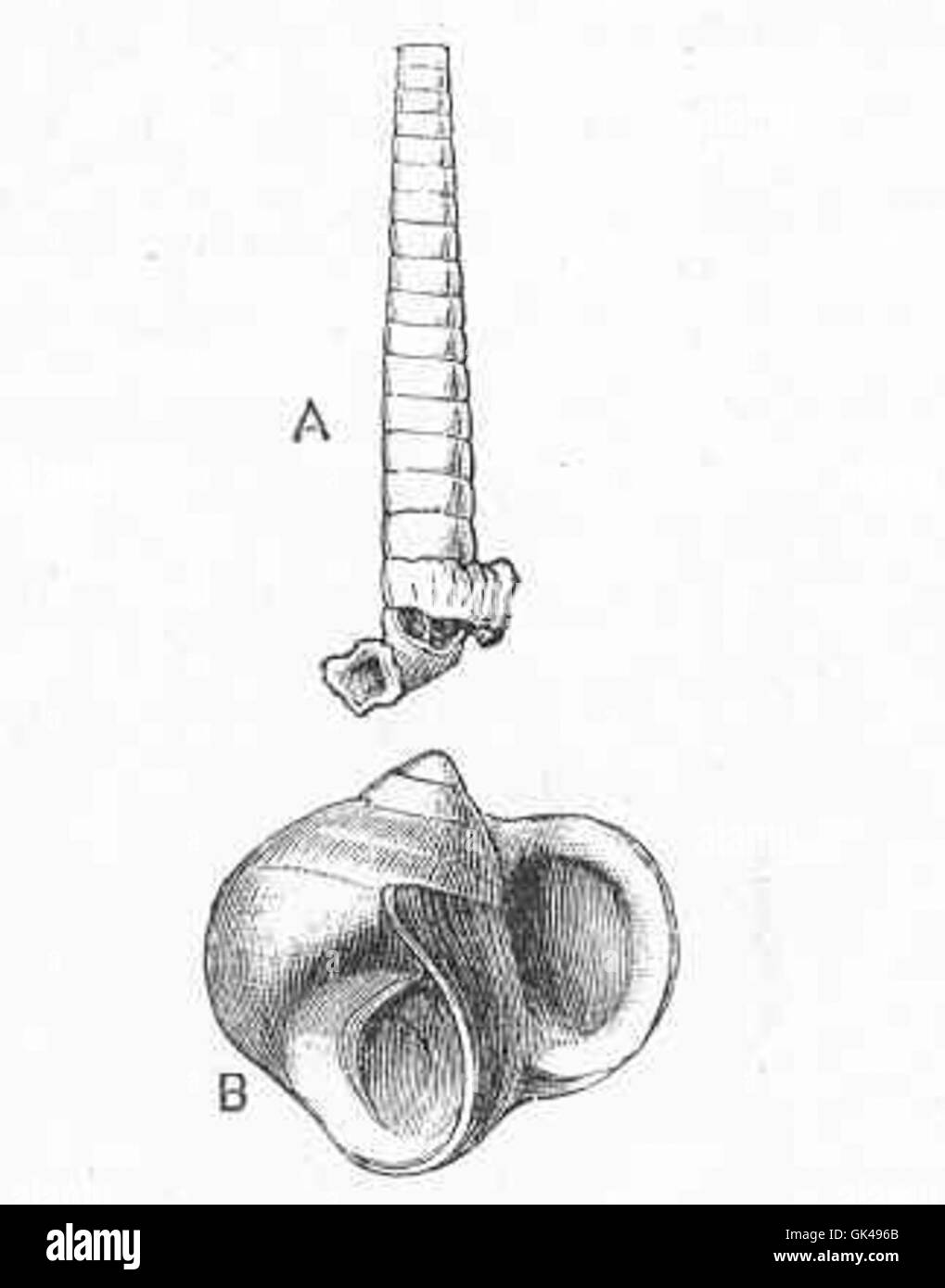 Dieses Bild zeigt zwei Meeresarten mit ungewöhnlichen Merkmalen. Cylindrella agnesiana aus Jamaika mit zwei Öffnungen und Littorina littorea, eine häufige Art von Periwinkle. Beide Arten weisen einzigartige Anpassungen auf, die zu ihrer ökologischen Rolle in Küstenmeeren beitragen. Stockfoto